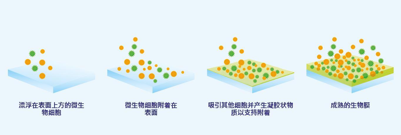 Biofilm Formation