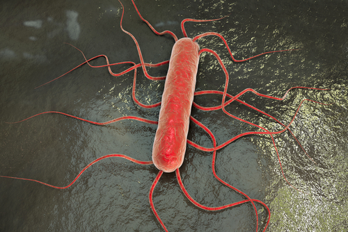 李斯特菌经常通过食物引起人类感染，妙抗保抗菌技术可以有效抑制李斯特菌