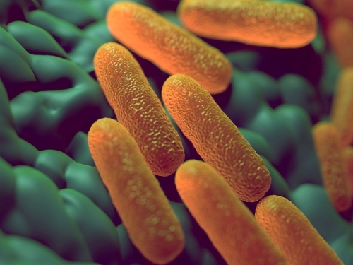 妙抗保抗菌技术可以有效抑制肠道沙门氏菌