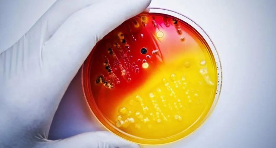 Bacteria shutterstock 2