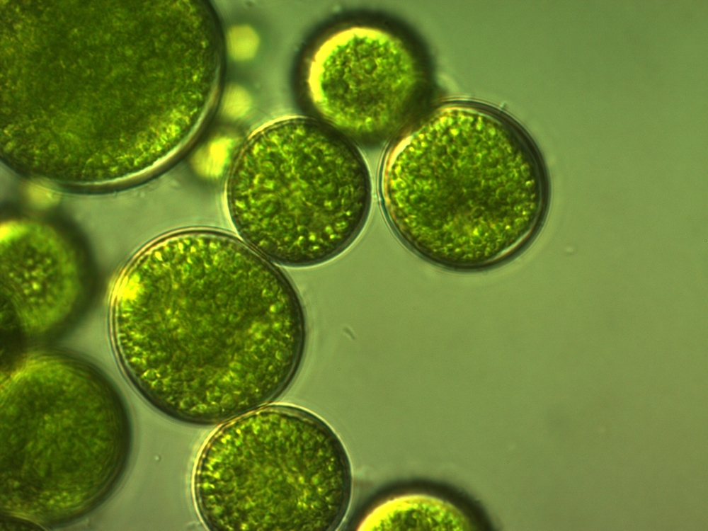 妙抗保®抗菌技术能够有效抑制淡水中有害藻类微生物。