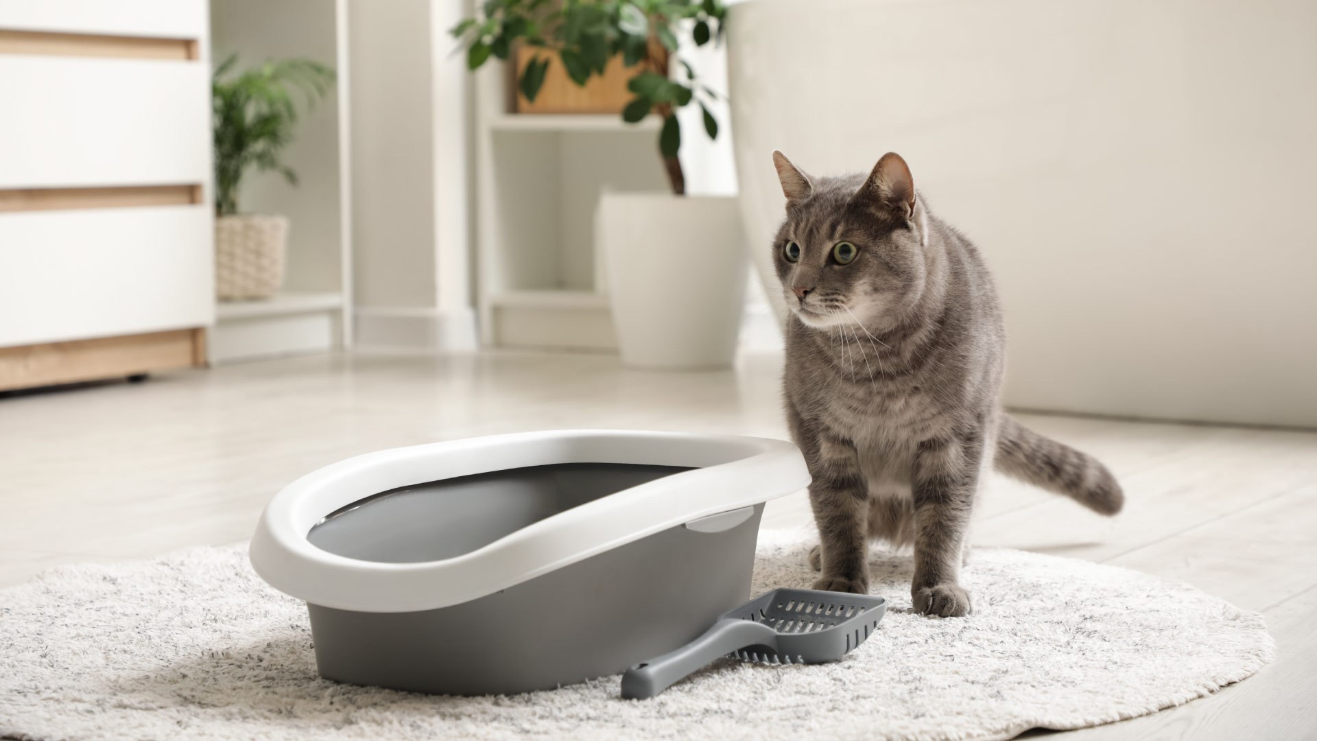 Mbns25 Microban Blog Cat Litter Tray HERO